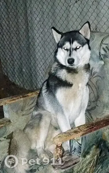 Пропал собака, улица имени Кирова, 86, Калининск - photo
