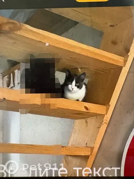 Пропала кошка, Заливная улица, 2, Отрадовский сельсовет - откликается на Бусю - photo