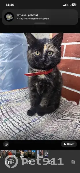 Пропала кошка, Спортивная улица, 4А, Черняховск - трёхцветная с жёлтым ошейником - photo