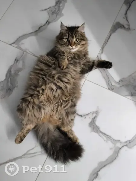 Пропала кошка, проезд 52-й квартал, 2, Темрюк - русо-черный окрас, пушистая - photo