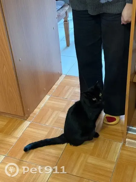 Пропал кот, Цимлянская улица, 17А, Иркутск - белые пятнышки на шее и пузике - photo