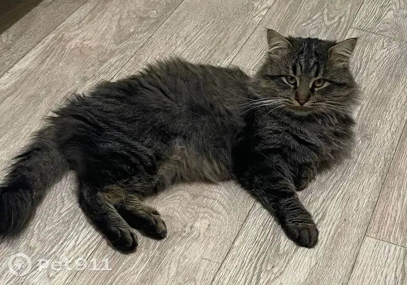 Пропал кот, мужской, улица Бондаренко, 14, Тула - photo