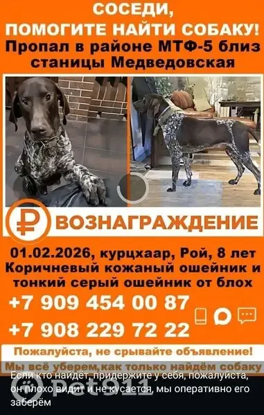 Пропал собака, Медведовское сельское поселение, Медведовская - порода курцхаар - photo