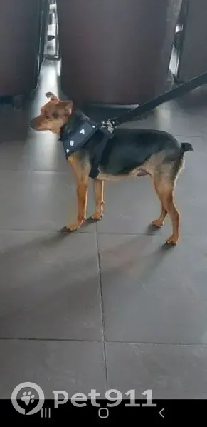 Пропал собака, 30, Сухарево - чёрного окраса с рыжим подпалом - photo