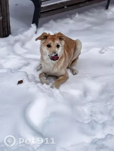 Пропала собака, мужской, Белореченская улица, 14, Москва - рыжий окрас и белая грудка - photo