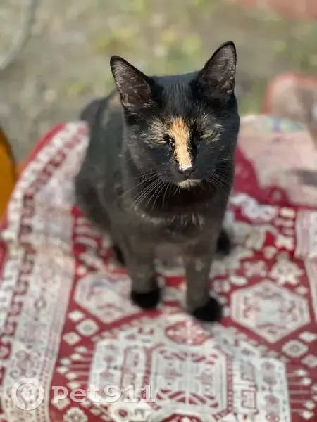 Пропала кошка, Беломорская улица, 85, Хабаровск - черепахового окраса, не боится людей - photo