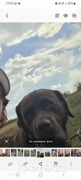 Пропал собака, Лесосибирск, Красноярский край - photo