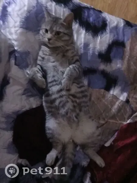 Пропал кот, Зелёная улица, 5А, Красноармейск - серый с полосками - photo