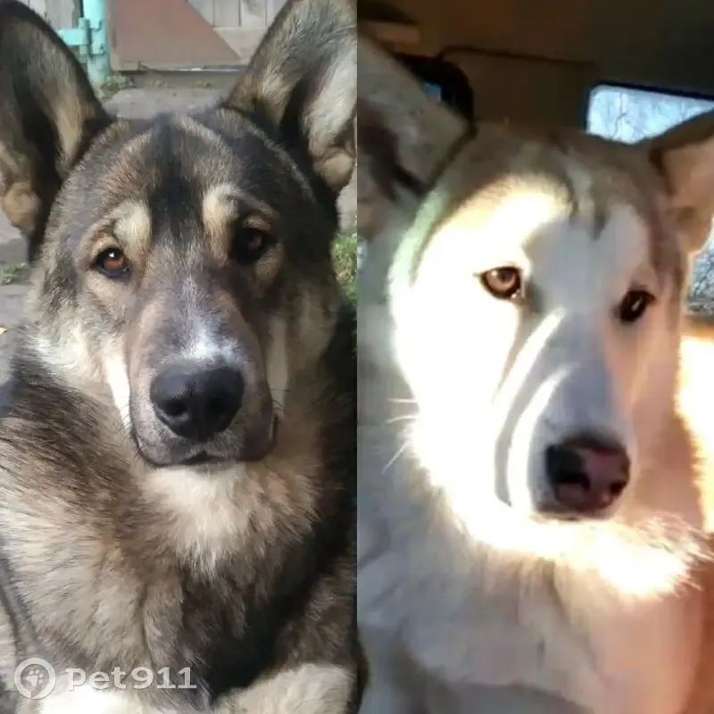 Пропал собака, Крайчиковское, Омская область - западно-сибирская лайка по кличке Граф - photo