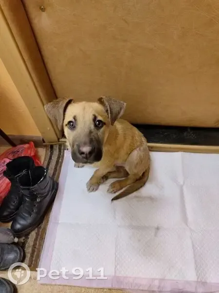 Пропал собака, мужской, Судостроительная улица, 171, Красноярск - светлый, любит людей - photo