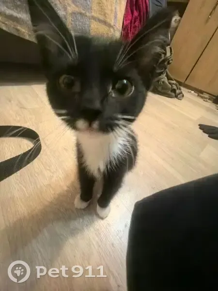 Пропала кошка, Донбасская улица, 16, Екатеринбург - чёрно-белая с пятнышками - photo