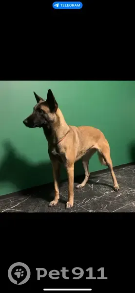 Пропала собака, Каспийская улица, вл36 к2, Москва - бельгийская овчарка малинуа - photo