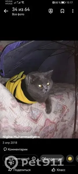 Пропала кошка, проспект Кулакова, 67/2, Ставрополь - британская короткошёрстная, светло-серая - photo