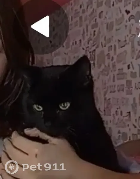 Пропала кошка, улица Революции, Алапаевск - чёрный, 6 мес. - photo