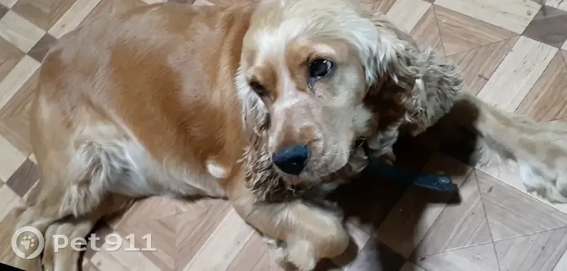 Пропала собака, девочка, Красновский сельсовет, Нефтегорск - photo