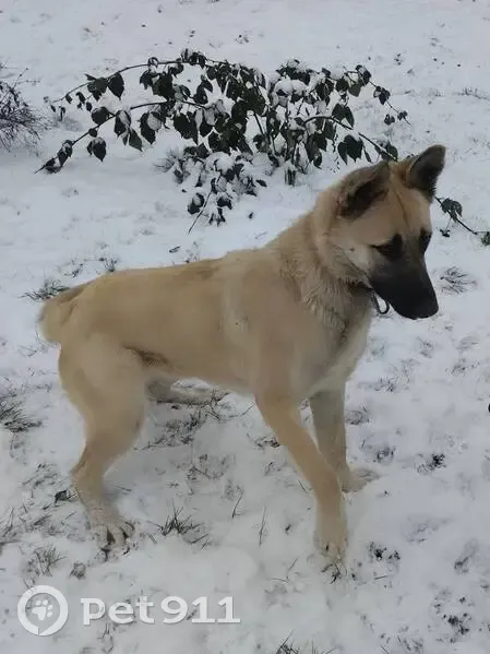 Пропала собака, Белорецк, Башкирия - похожа на бельгийскую овчарку - photo