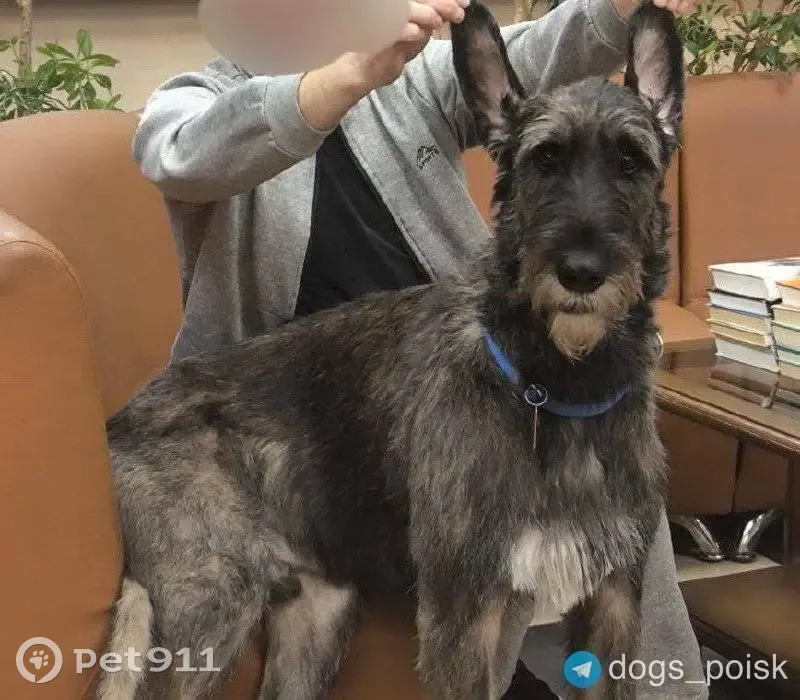 Пропал собака, Профсоюзная улица (дублёр), 140 к6, Москва - ирландский волкодав в синем ошейнике - photo