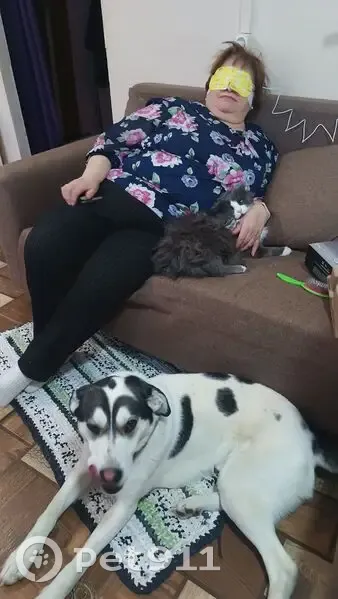 Пропал собака, улица Мелик-Карамова, Сургут - белый окрас с черными пятнами - photo