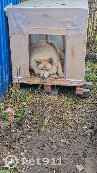 Пропал собака, улица Гоголя, 14, Королёв - светло персиковый - photo