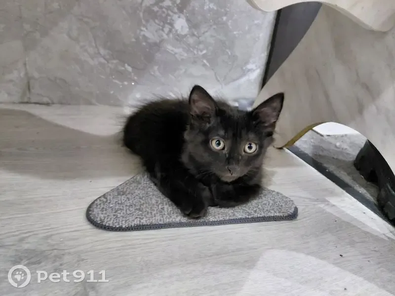 Пропал кот, Салмышская улица, 3/3, Оренбург - полностью чёрный - photo