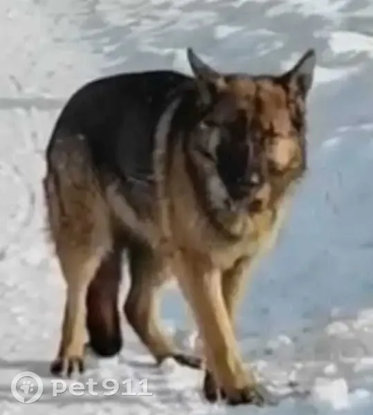 Пропала собака, улица Карла Маркса, 125, Рубцовск - окрас светлый обычный - photo