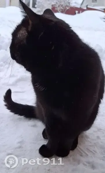 Пропал кот, Пятигорская улица, городской округ Тамбов - photo