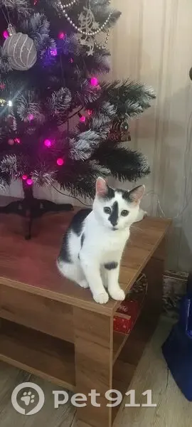 Пропала кошка, улица Котовского, 75/51, городской округ Тверь - черно-белая с черным хвостом - photo