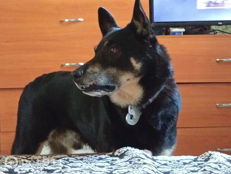 Пропал собака, мужской, улица Панфилова, 10, Йошкар-Ола - окрас чёрный с белыми пятнами - photo