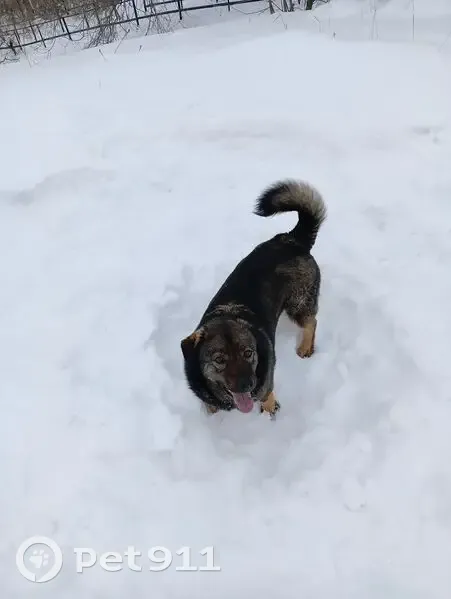 Пропала собака, Овражная улица, Прибрежный - photo