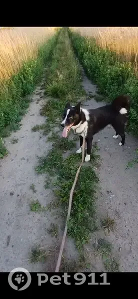 Пропал собака, Северная улица, Тавда - чёрно-белый - photo