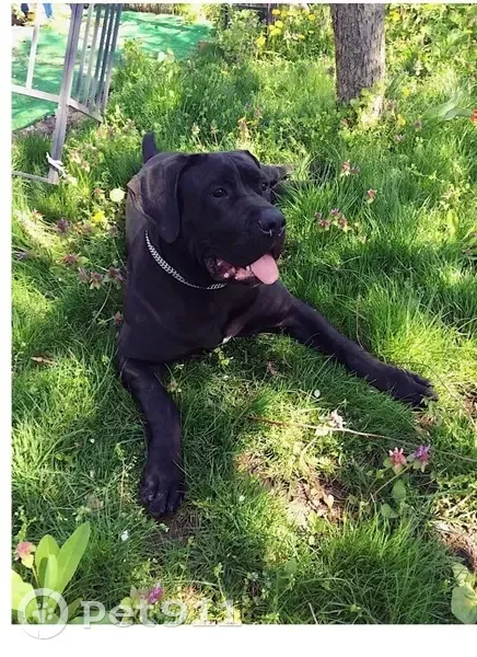 Пропала собака, улица Суворова, 90А, Краснодар - взрослая черная Кане Корсо - photo