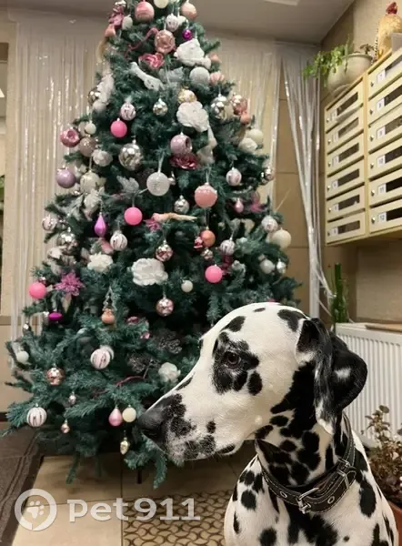 Пропала собака, Вокзальная улица, 38, Рязань - девочка далматинец с ошейником - photo