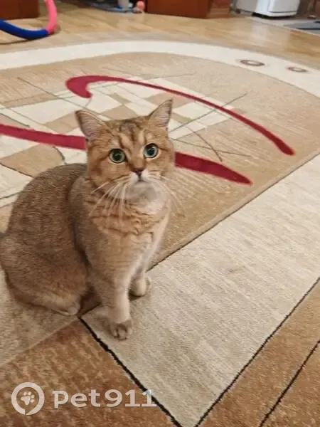 Пропала кошка, Садовая улица, 60А, Таштагол - photo