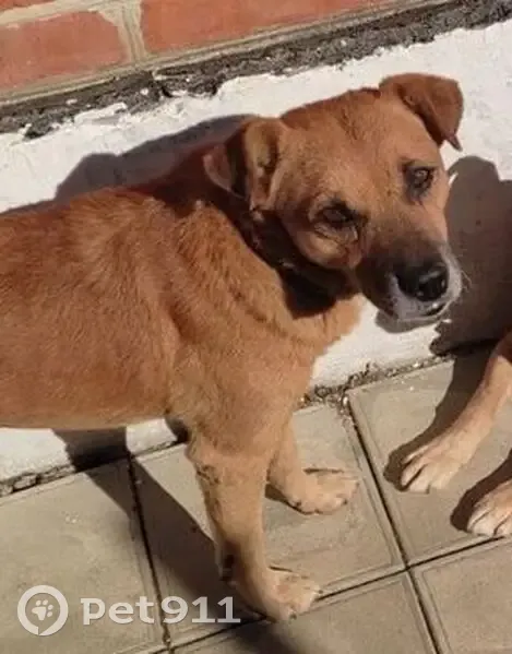 Пропал собака, Госпитальная улица, 134, Майкоп - рыжий пёс с ошейником - photo