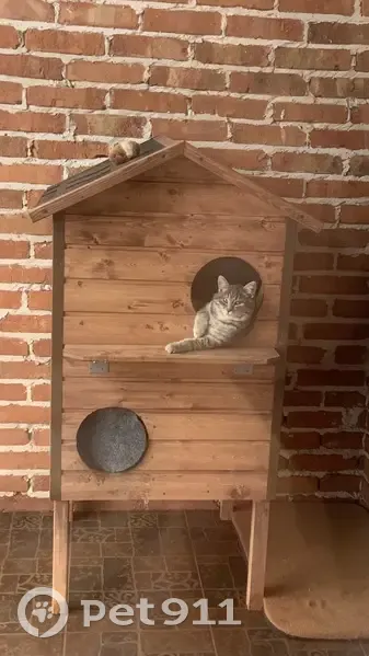 Пропал кот, улица Добровольского, Ростов-на-Дону - серый в медицинском воротнике - photo