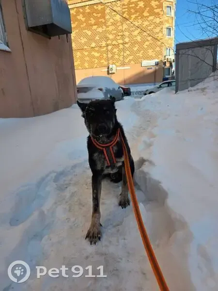 Пропал собака, проспект Ракетостроителей, 7А, Долгопрудный - метис в оранжевой шлейке - photo