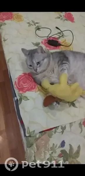 Пропал кот, улица Свободы, Самара - домашний, случайно выбежал из подъезда - photo