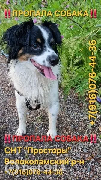 Пропал собака, Волоколамский район — метис, похож на папийона - photo