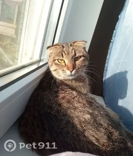 Пропала кошка, Хвалынская улица, 115, Волгоград - короткая гладкая шерсть - photo