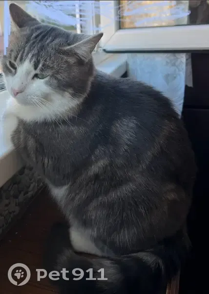 Пропал кот, улица Ленина, Ставрополь - серо-белый окрас, шрам на носу - photo