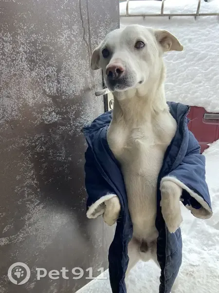 Пропал собака, Подъездная улица, 2, Ростов-на-Дону - белый окрас, кличка Кефир - photo