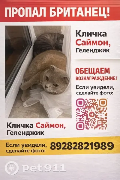 Пропал кот, Геленджикский проспект, 133, Геленджик - серый окрас, очень разговорчивый - photo