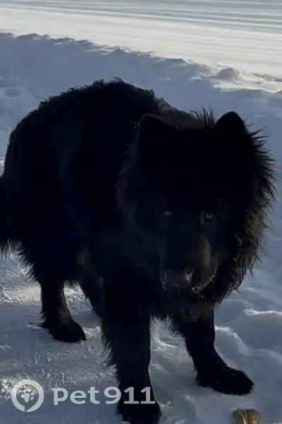 Пропала собака, Опеченское сельское поселение, Опеченское - молодая немецкая овчарка - photo