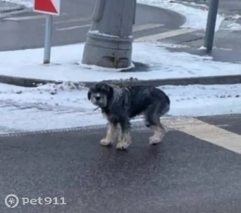 Пропала собака, девочка, Рублёвское шоссе (дублёр), 52, Москва - photo