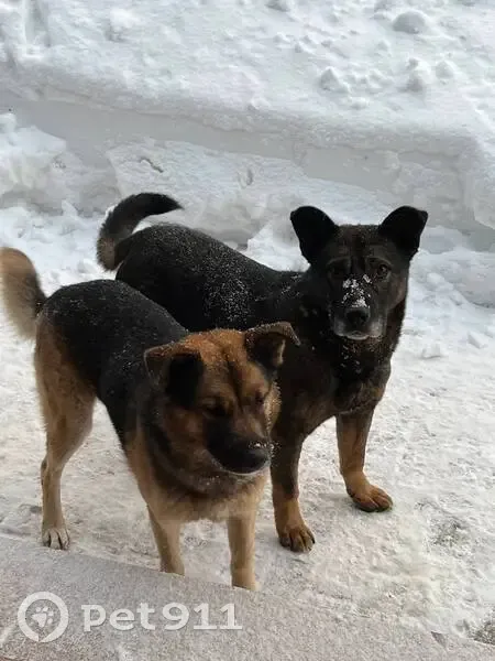 Пропал собака, улица Коперника, 3, Королёв - Бумер на фото слева - photo