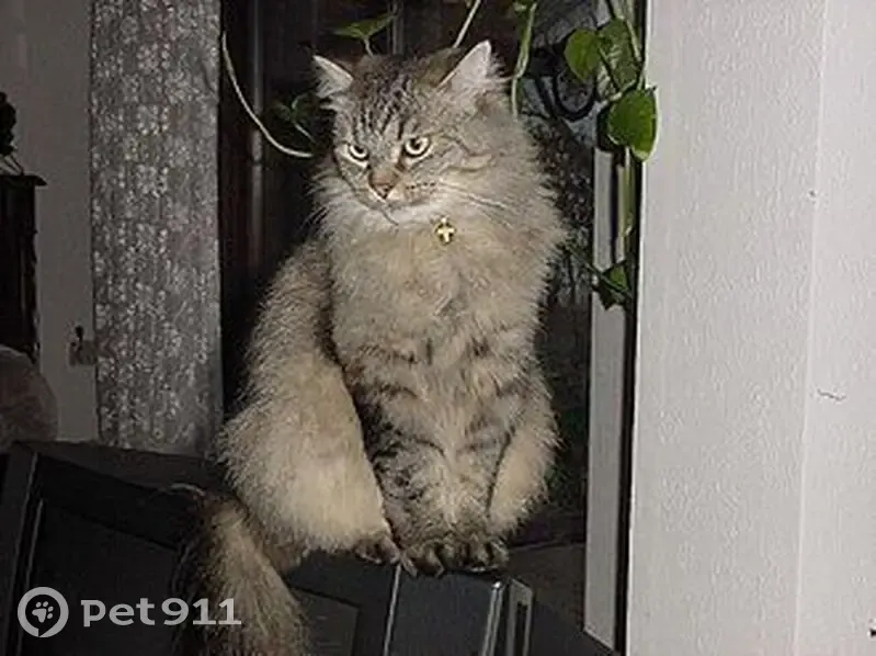 Пропал собака, Верхняя Синячиха - пушистый с длинной шерстью - photo