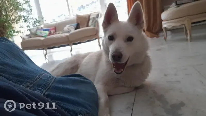 Пропала собака, улица 1-й Конной Армии, Ростов-на-Дону - похожа на лайку/хаски/БШО - photo