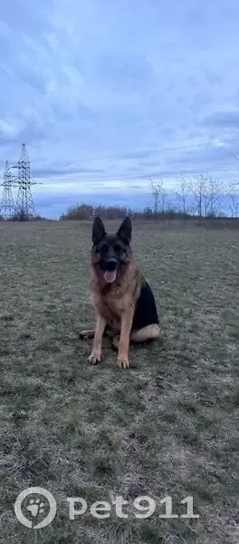 Пропала собака, улица Ермака, 7, Шахты - немецкая овчарка Альма - photo