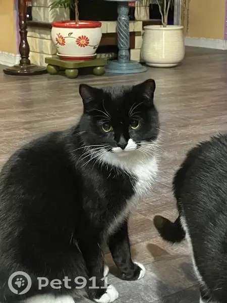 Пропал кот, городское поселение Городищи, Владимирская область - чёрно-белый, перелез через забор - photo