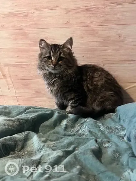 Пропала кошка, Московский проспект, Санкт-Петербург - порезано правое ушко - photo